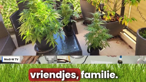 Hoeveel olie kan ik maken van mijn oogst?