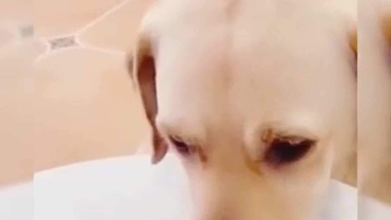 When Dogs React to Magic Tricks