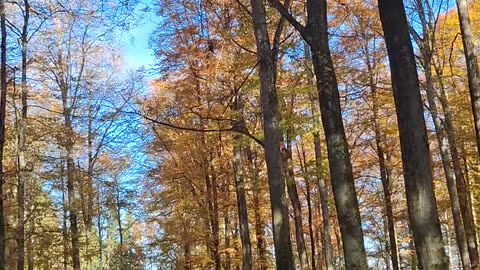 Freedom of choice in a web of deceit?