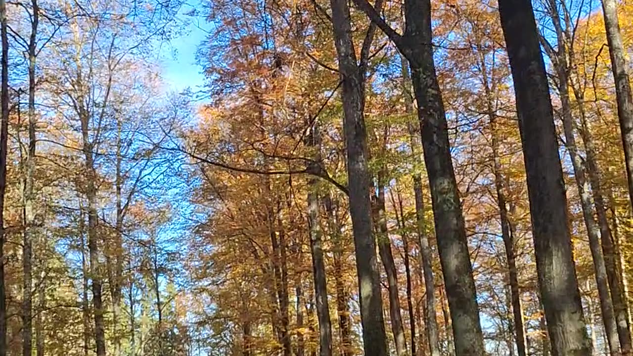 Freedom of choice in a web of deceit?