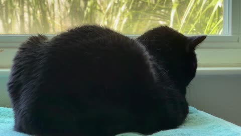 Cute Precious Piper Meditates in Her Spa - My Adopted Shelter Cat Vlog