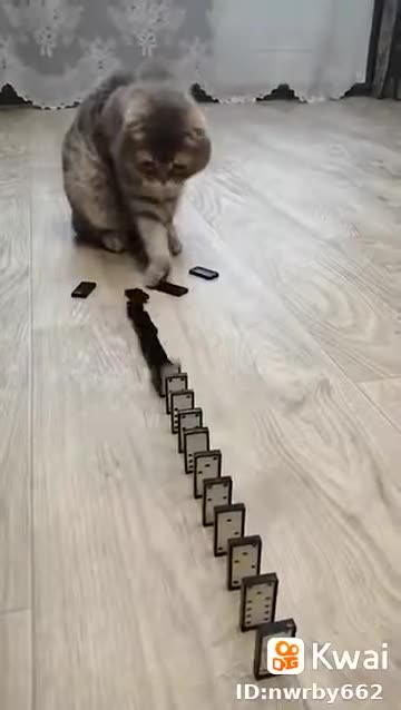 o gato jogador de domino.mp4