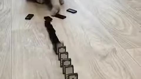o gato jogador de domino.mp4
