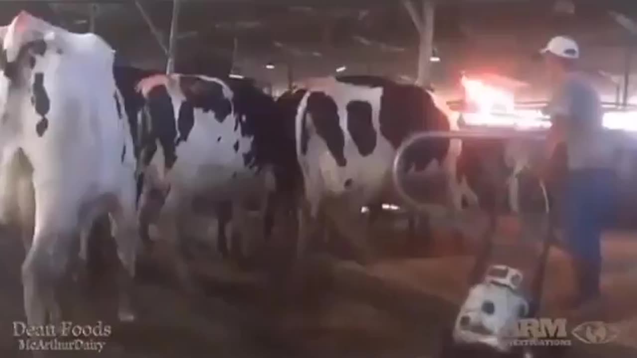 “Udder flaming" is a dairy practice where a flame is briefly passed under cows to remove udder hair reducing bacteria & helping prevent mastitis