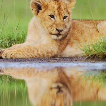 Lazy Little Lion Prince 🦁🌞 | Sounds of Nature