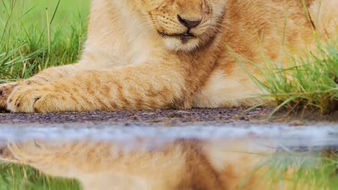 Lazy Little Lion Prince 🦁🌞 | Sounds of Nature