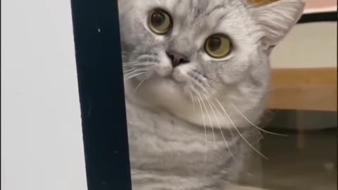 "The cat is spying on a girl in the shower."