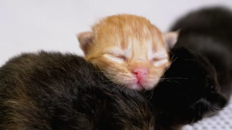 Three newborn cats