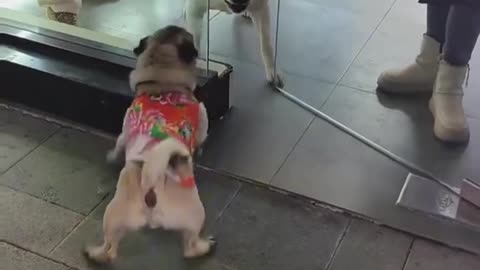 Funniest Dog Compilation Ever! 😂🐾