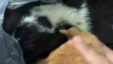 woman finds 3 puppies along the road in the rain