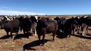 'A good thing': Australia welcomes Trump's removal of beef tariffs