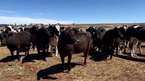 'A good thing': Australia welcomes Trump's removal of beef tariffs