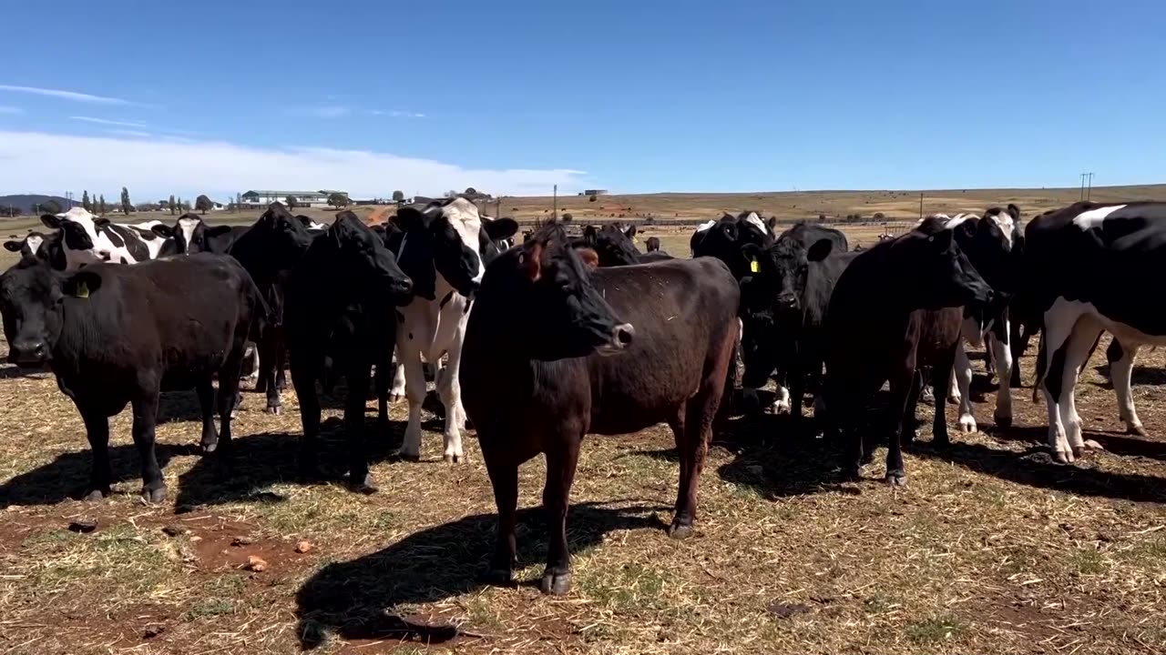 'A good thing': Australia welcomes Trump's removal of beef tariffs