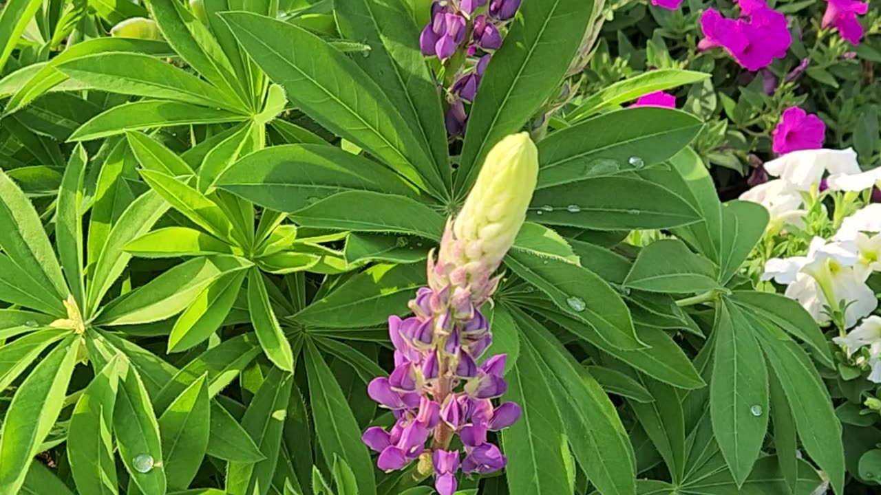 Lupine Blossom in the Sun,