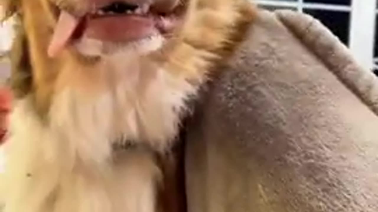 Don't Stop. . . Dogs Want More Rubs!