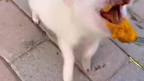 Pet Pig