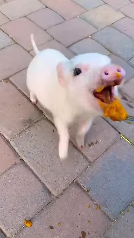 Pet Pig