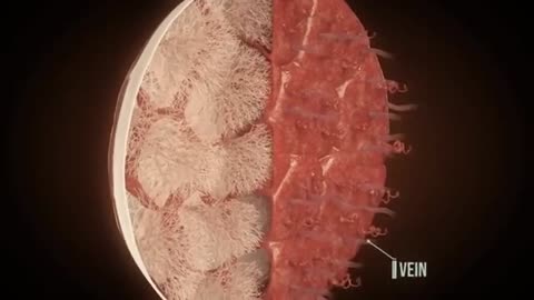 Pregnancy - How a Wonder is Born! (Animation)