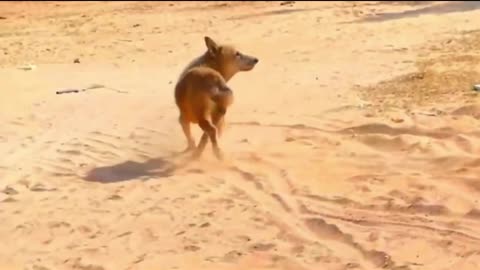 Dog's Comedy Videos 🤣 unlimited funny videos 🤣