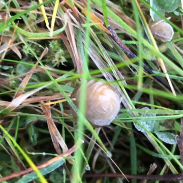 Frozen liberty caps🥶😭🥺