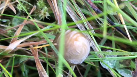 Frozen liberty caps🥶😭🥺