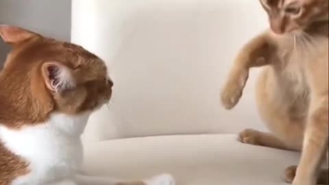 Cat Funny Video Compilation