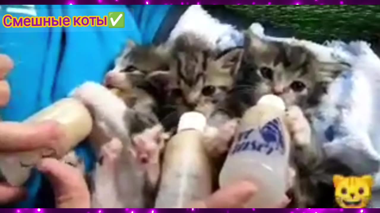 Котята с бутылочкой #5/ подборка видео про смешных котят / смотреть видео про котиков