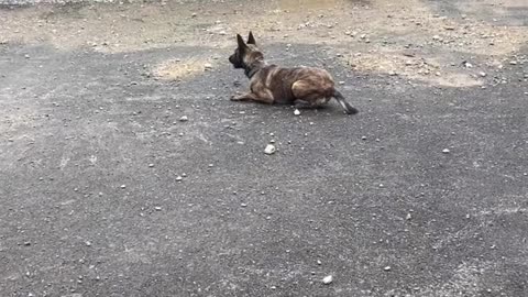 New handler and dog training together