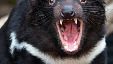 Where's is this animal from?