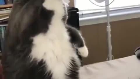 Cat Knows Sign Language