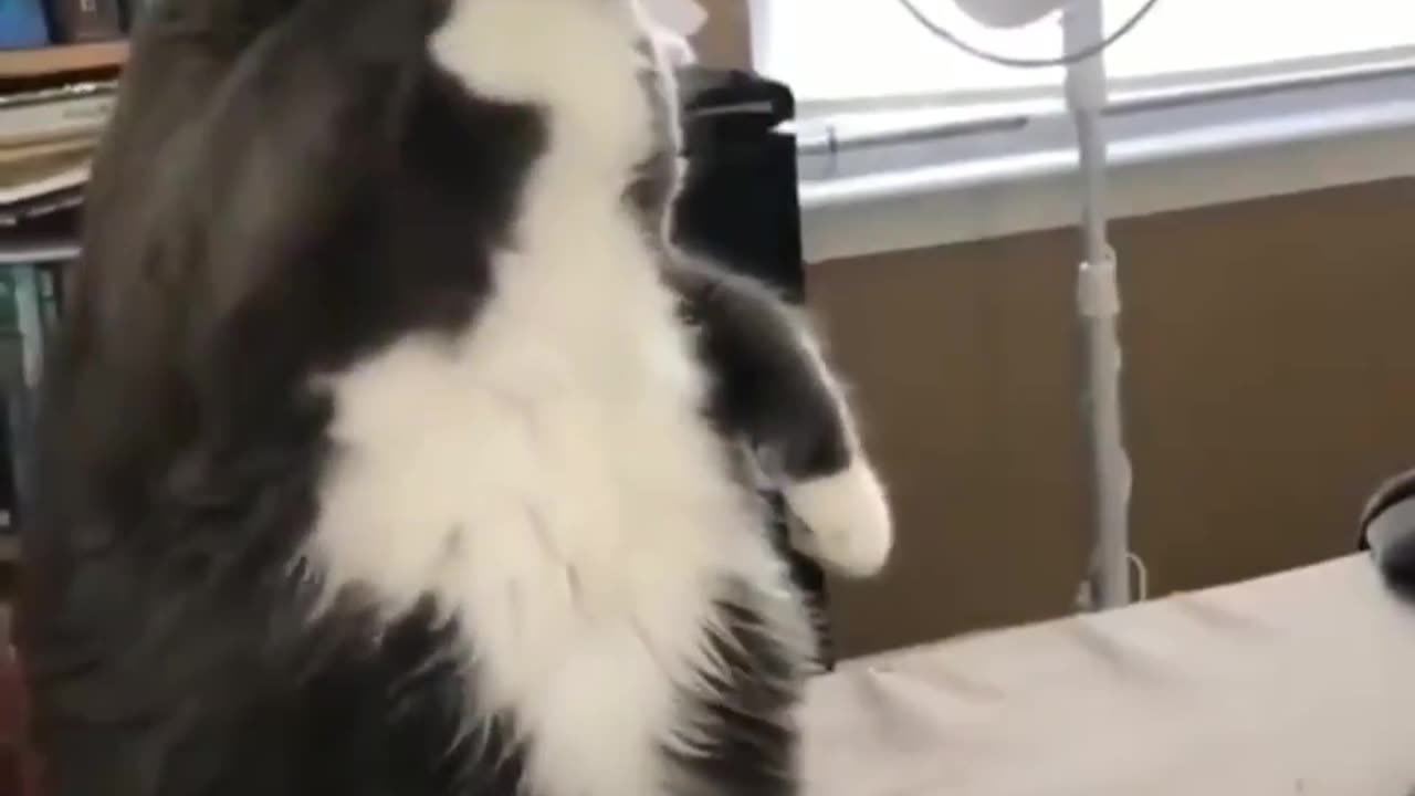 Cat Knows Sign Language