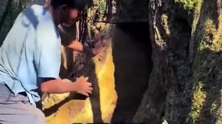 Golden Thread Nanmu: A rare wood so strong and beautiful it was reserved for royalty.