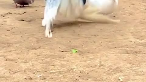 Amazing videos