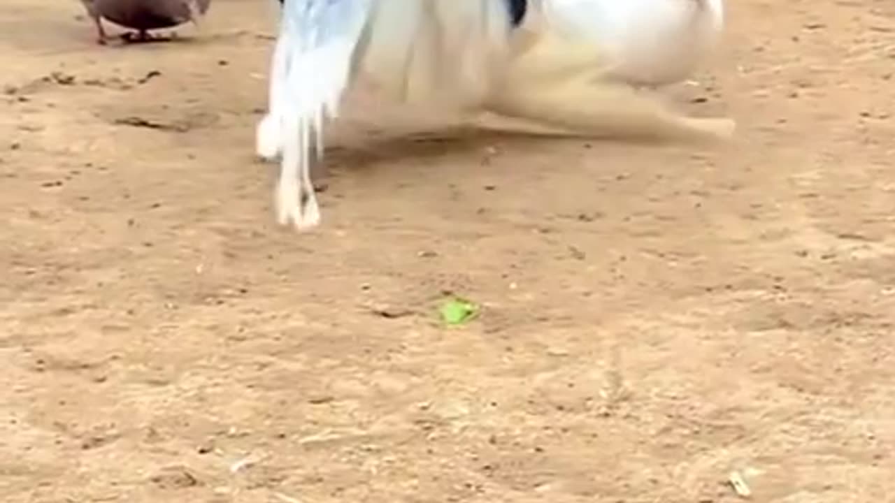 Amazing videos