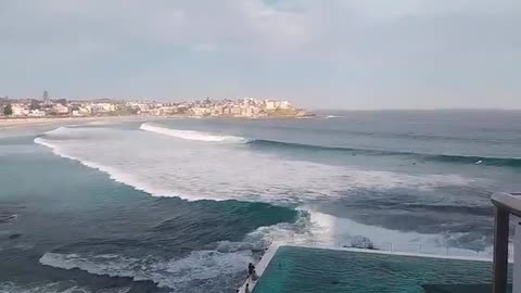 We are penguinning bigly and free to swim into a magnificent new ocean of possibilities!