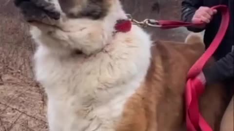 Dogs training
