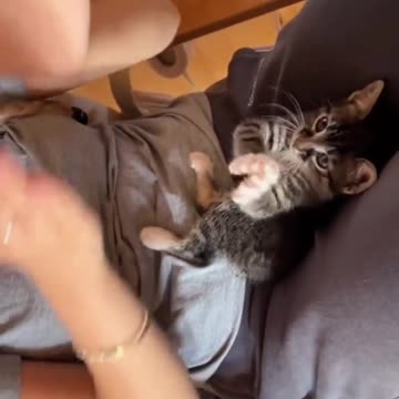 Kitten learns to clap and melts hearts! 💕🐱
