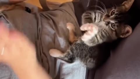 Kitten learns to clap and melts hearts! 💕🐱