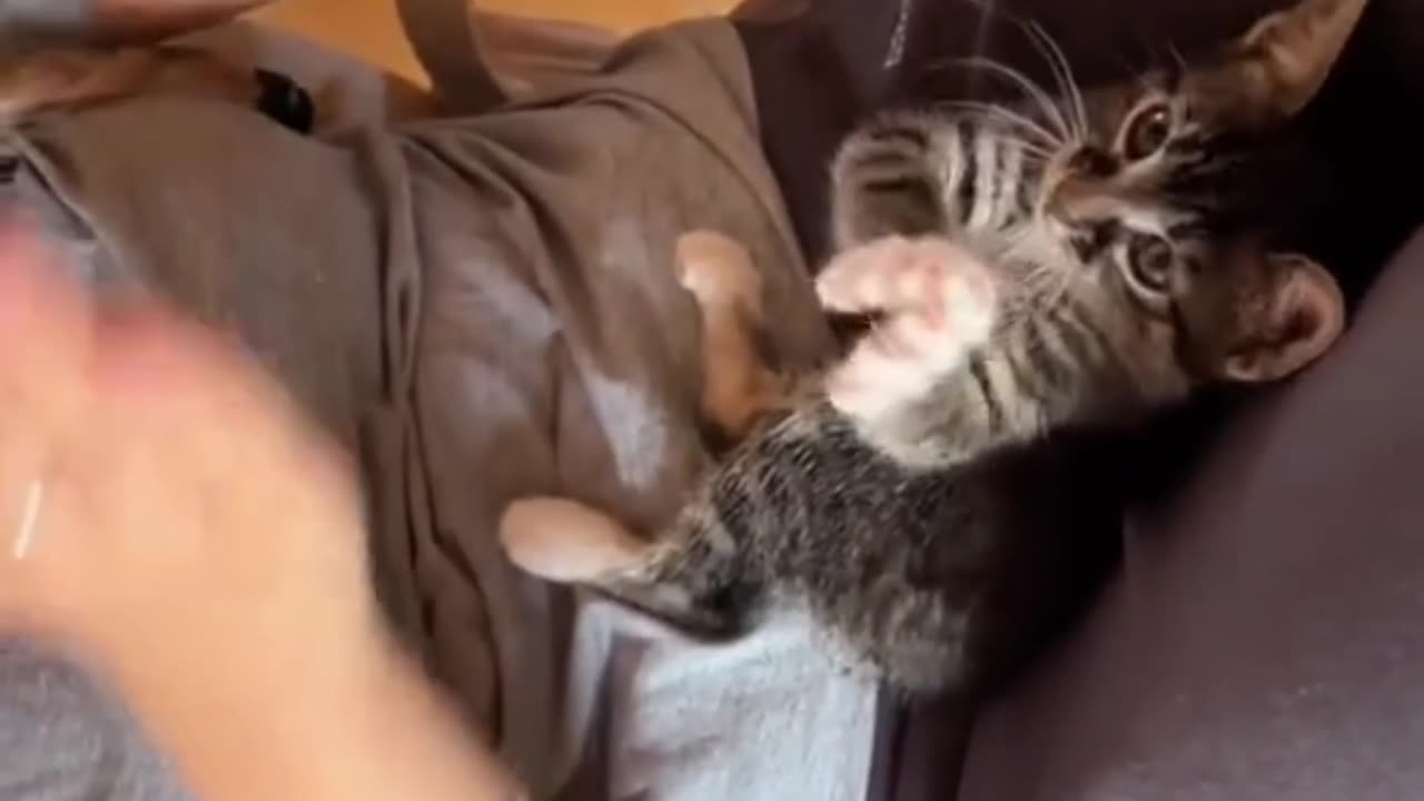 Kitten learns to clap and melts hearts! 💕🐱