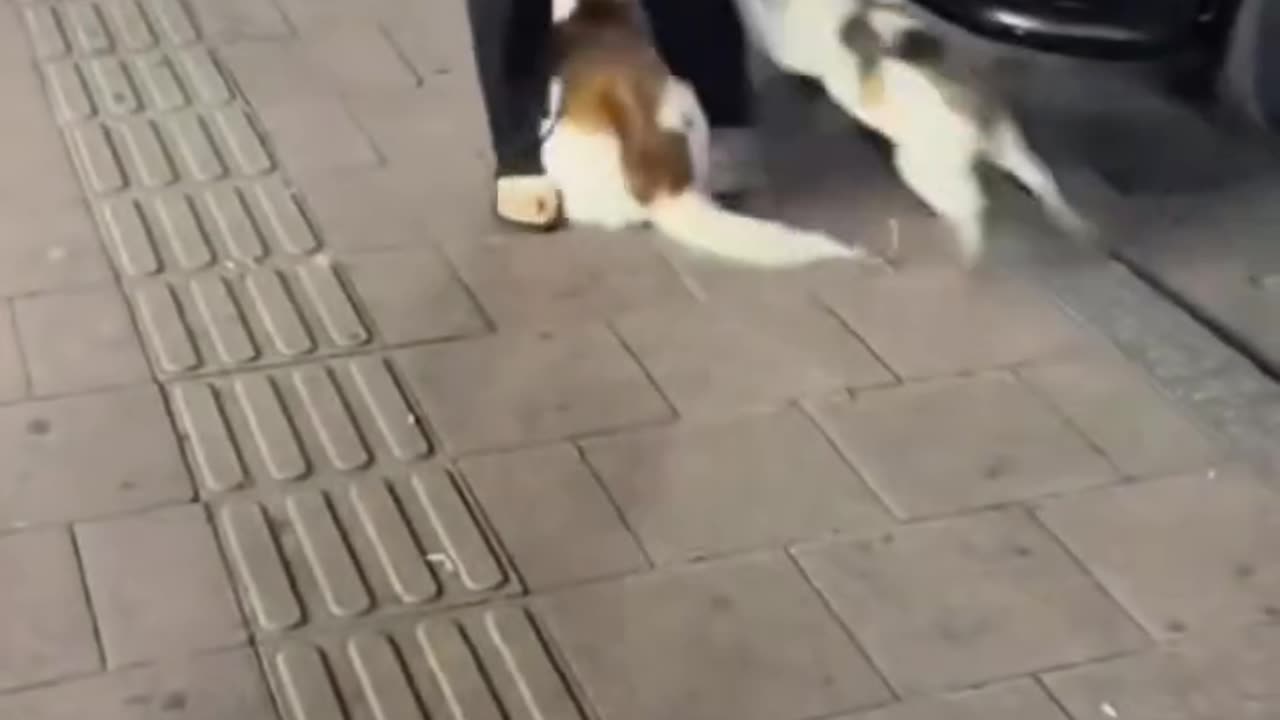 Cat funny video
