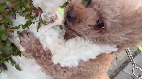 Small Dogs, Big Drama