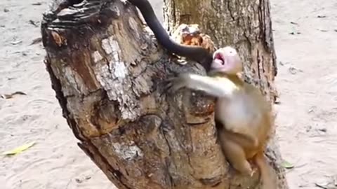 Monkey Vs snake real fight short viral video