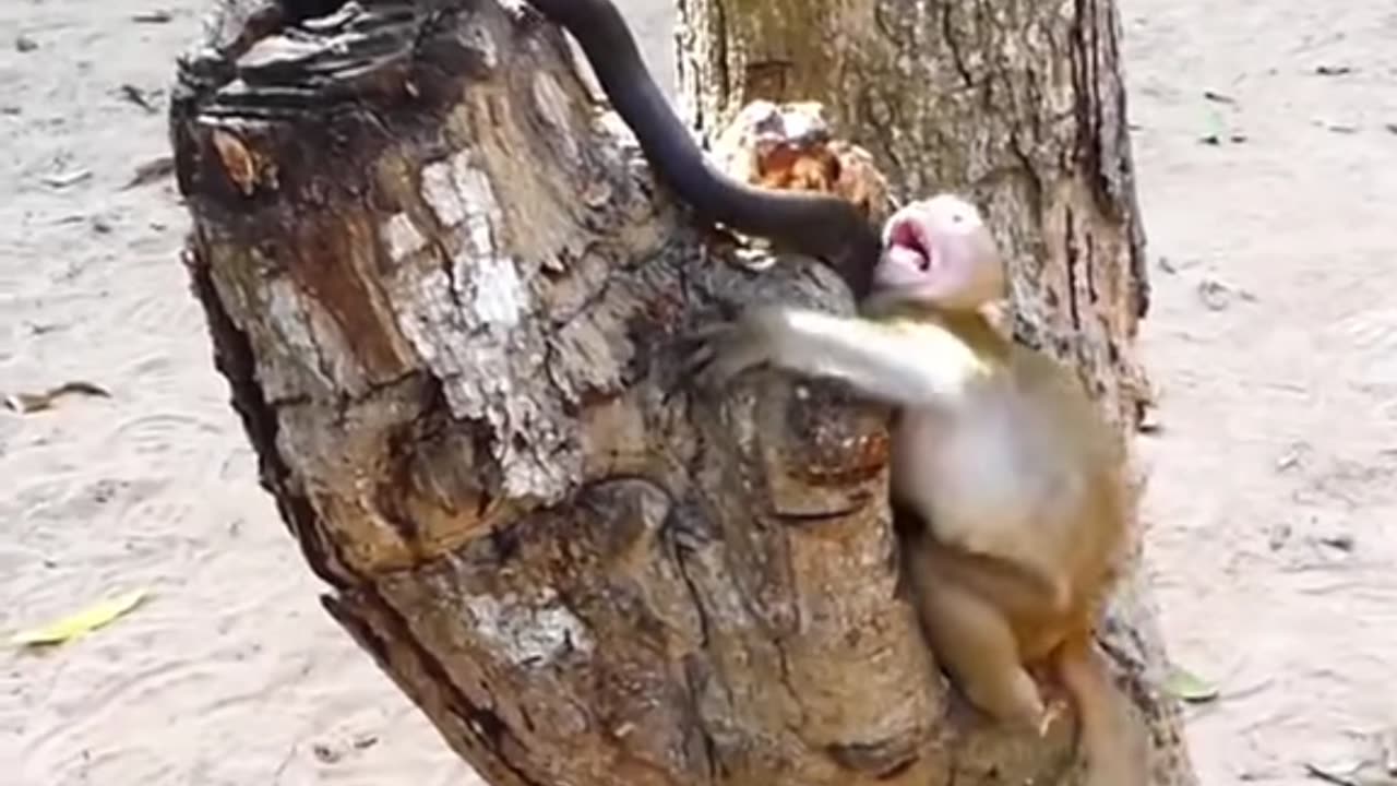 Monkey Vs snake real fight short viral video