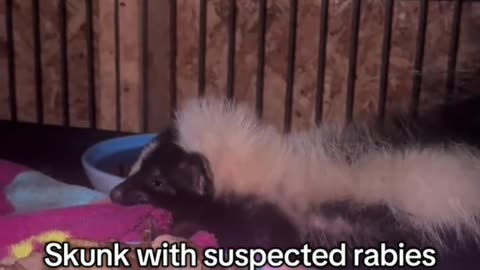 Skunk with suspected rabies