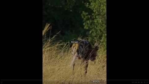 Nature can be cruel - we humans are soft - check this escape to go home
