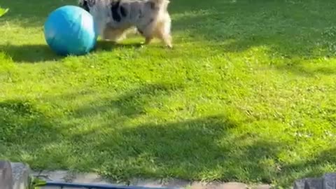 😂🐶 This Dog's Joy is Infectious! | FunFM