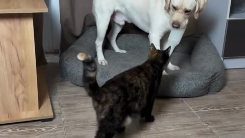 #Funny cat and dog