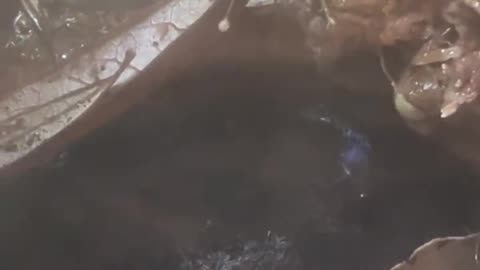 My dart frogs avoiding the nightly rain