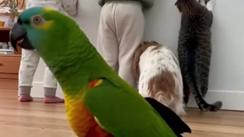 Loose Leash Training Made Easy — Fun Games That Transform Walks