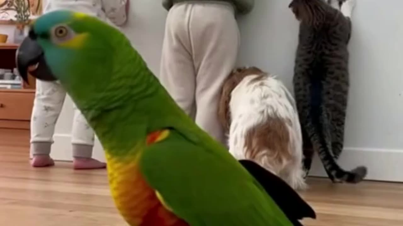 Loose Leash Training Made Easy — Fun Games That Transform Walks